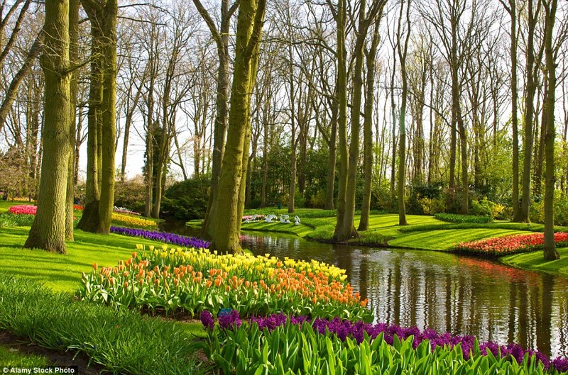 Парк цветов Кёкенхоф в Нидерландах.