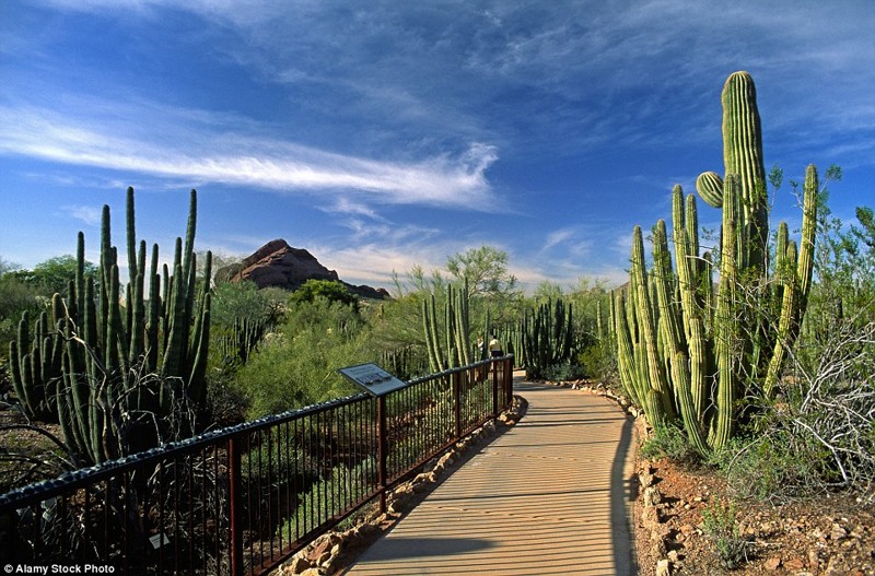 Ботанический сад в пустыне в штате Аризона, США.