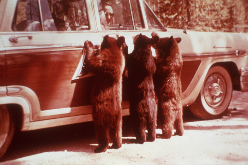 Три медведя, 1960–е годы, Йеллоустонский национальный парк, США
