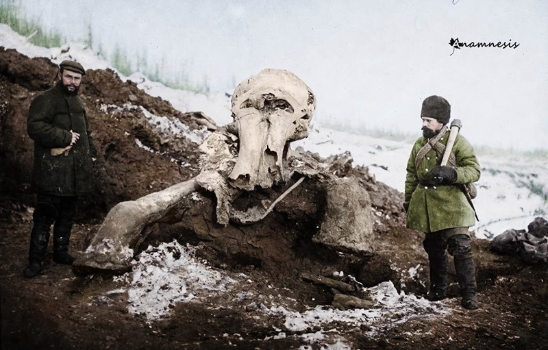 Останки мамонта, найденные на реке Березовке (приток Колымы), 1902 год.