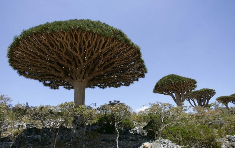 На этом месте выросли деревья, названные драценами. (Фото Khaled Abdullah Ali Al Mahdi | Reuters):