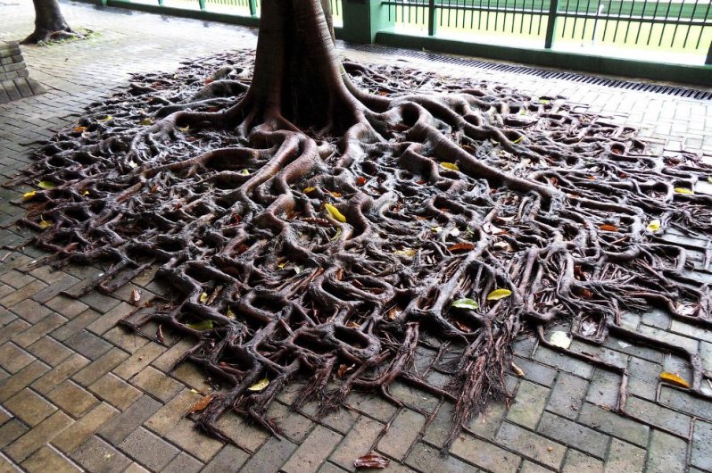 Гонконг. Этому дереву и его корням кирпичи — не помеха. (Фото Clément Bucco-Lechat):