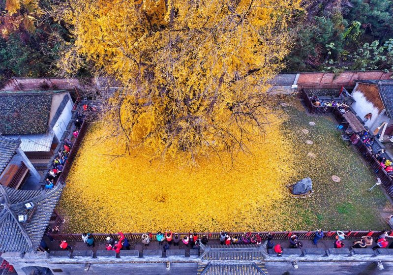  Красивый листопад в провинции Шэньси, Китай. (Фото Reuters):