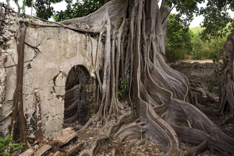 Еще один «захват» территории природой — великолепное дерево в Гваделупе. (Фото Nicolas Derne):