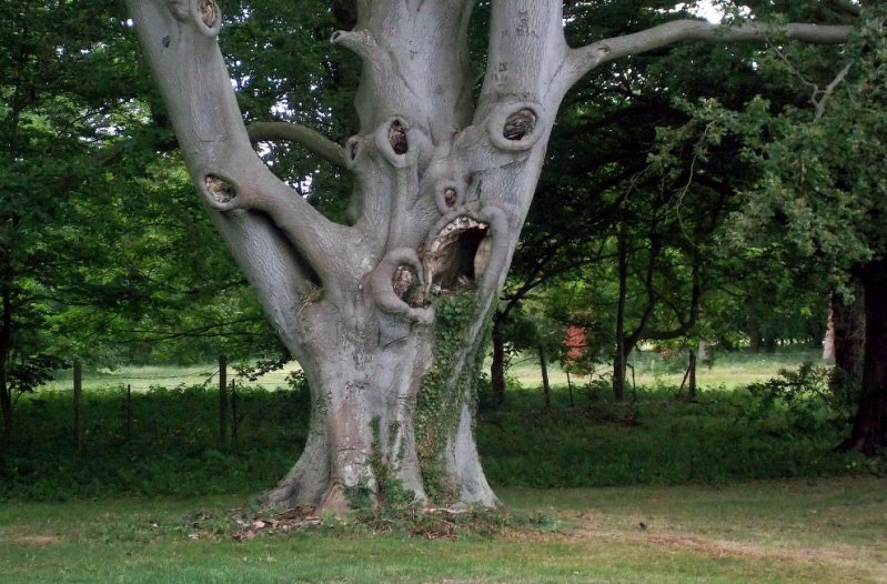 Это дерево было признано одним из самых ужасающих деревьев в Британии. 