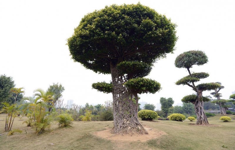 Ну очень необычный ствол дерева в Гуанси, Китай. Как паутина.