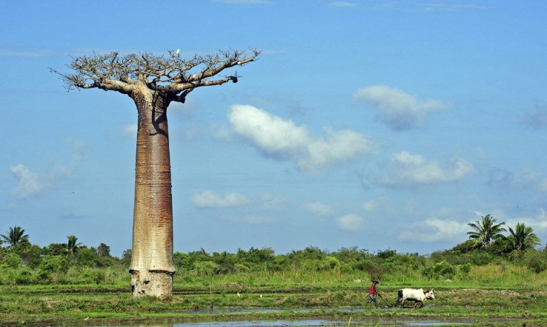 О необычном облике этого дерева в Африке есть легенда. Однажды между Богом и баобабом произошла размолвка. Рассердившись на дерево, Бог вырвал его из земли и воткнул обратно вверх корнями.  (Фото Anthony Asael):