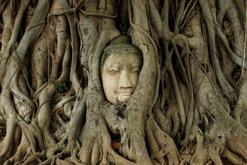 Голова Будды переплелась с корнями дерева в руинах древнего города Аюттхая, Таиланд. (Фото Jorge Silva | Reuters):