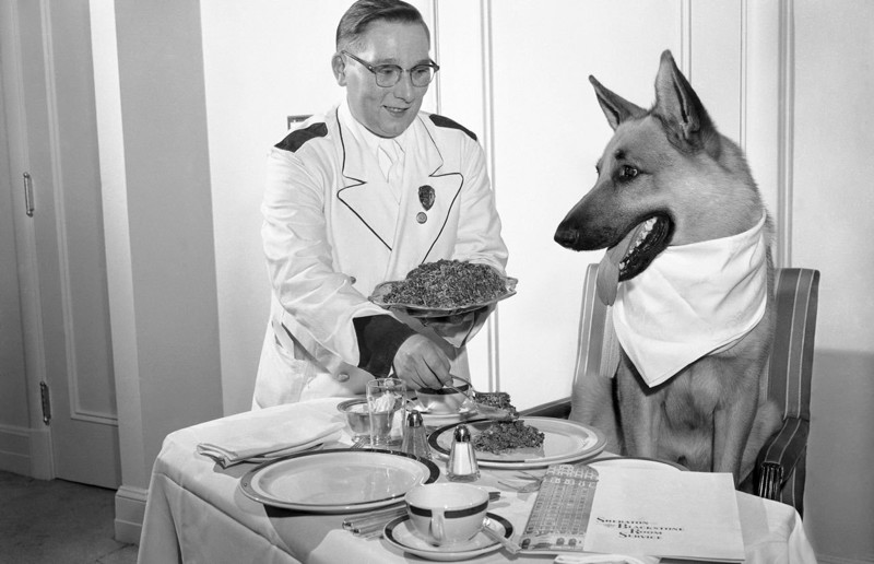 Голливудская звезда овчарка Рин Тин Тин обедает в своем номере отеля "Sheraton". Чикаго, 1956 год