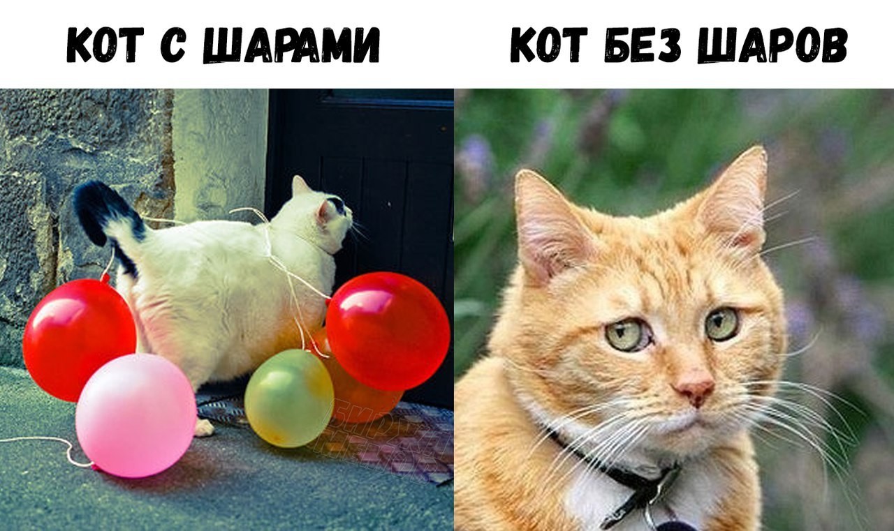 Котики мемы картинки без надписей