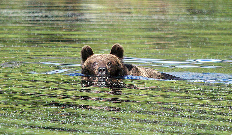 Охотник из Иркутской области пытался на ходу с лодки отпугнуть медведя и убил двоих рыбаков