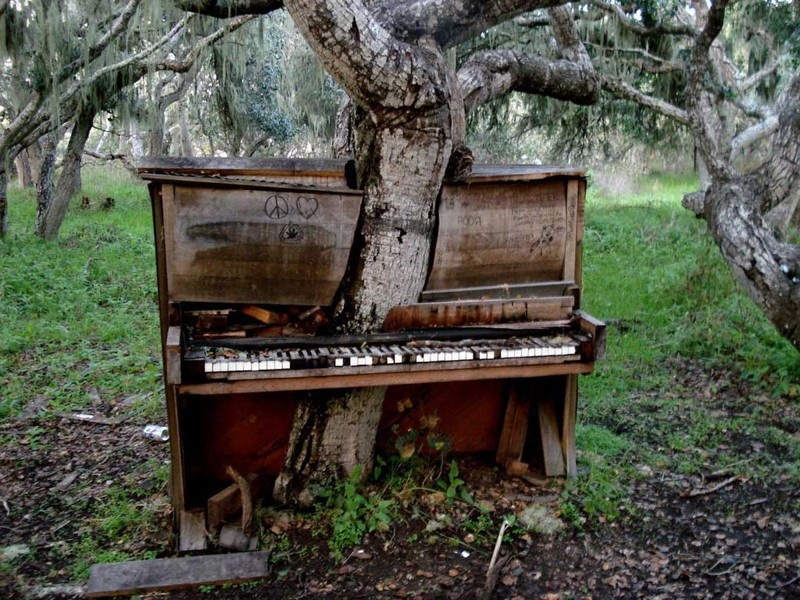Дерево-пианино. Калифорния, США.