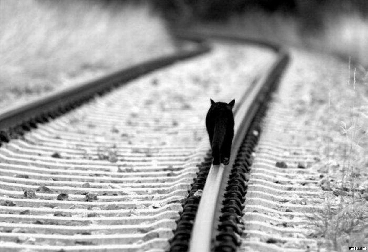 Черная кошка уходит