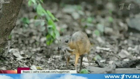 Мышиный олень - самое маленькое парнокопытное