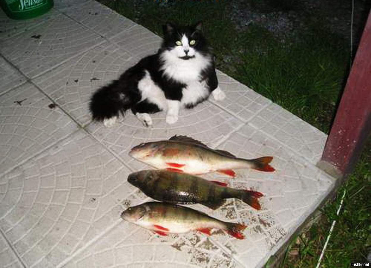 Кот с рыбой