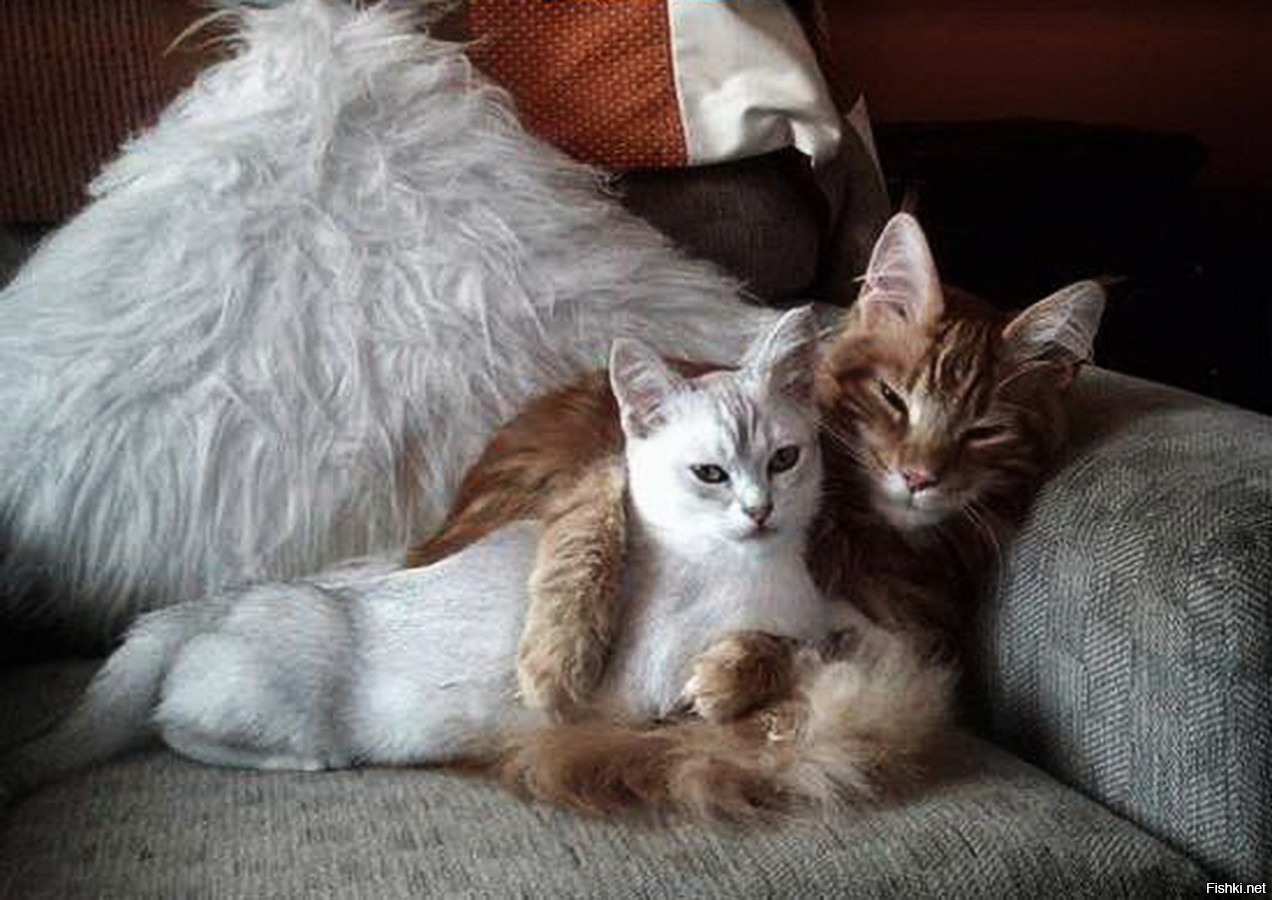 Фото кошки с надписями кошки