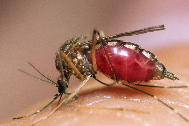 Но ученые нашли доказательства, подтверждающие несколько причин, почему комары могут выбирать именно вас  