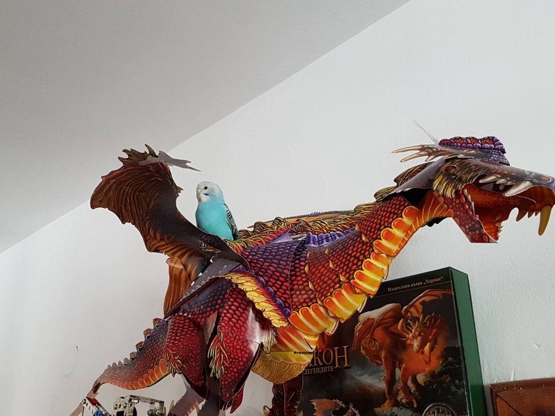 Попугай на драконе