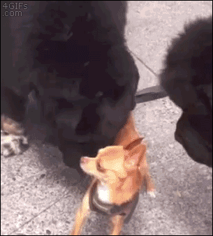 Знакомство с новеньким