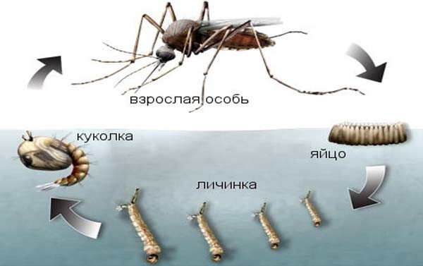 Мотыль: описание и особенности насекомого