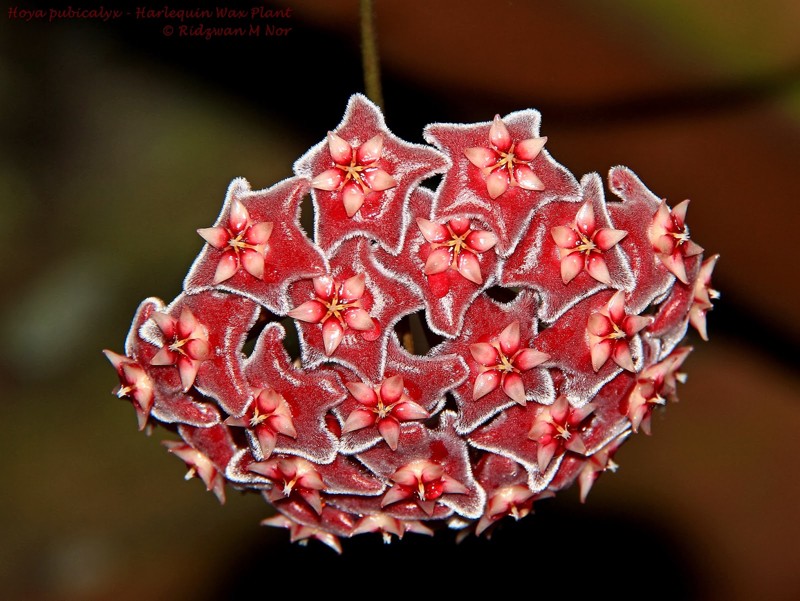 Hoya pubicalyx  - Harlequin Wax Plant