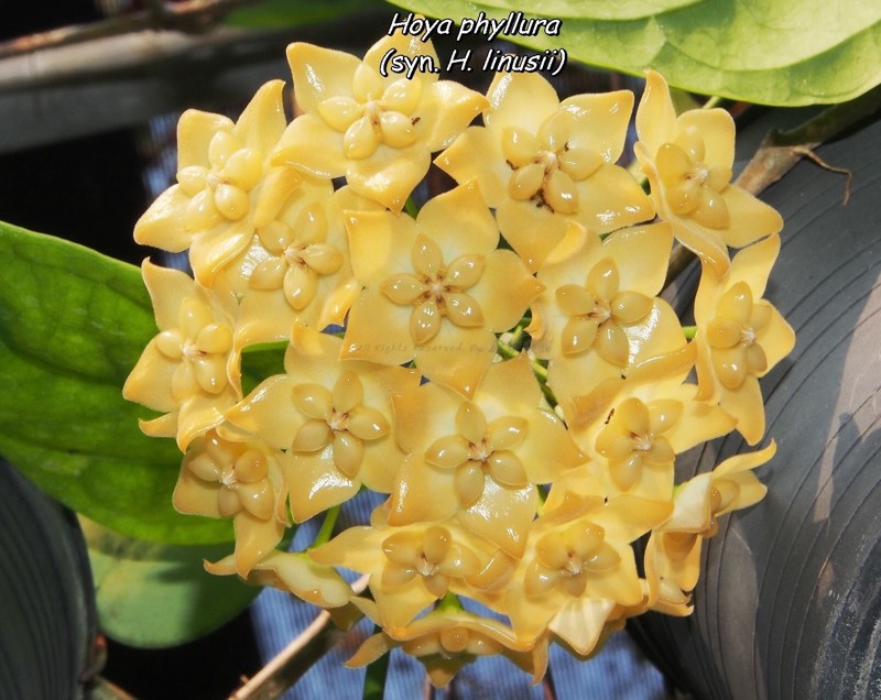 Hoya phyllura ( syn Hoya linusii )