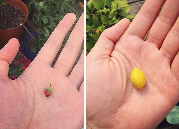 Когда клубника вырастает размером с лимон