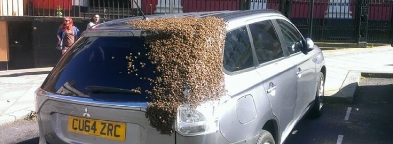 Двое суток рой из 20 тыс. пчел "преследовал" автомобиль Mitsubishi