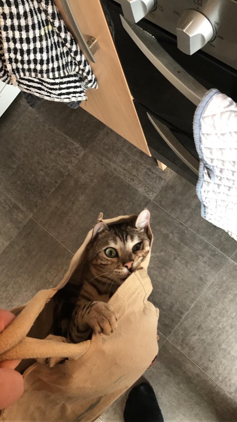 Кот в мешке 