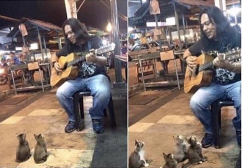 котики тоже любят музыку 