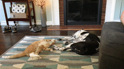 Лапами не трогать