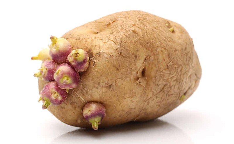 История несчастной картошки