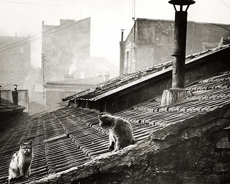 Коты на крыше, 1947 год, Париж
