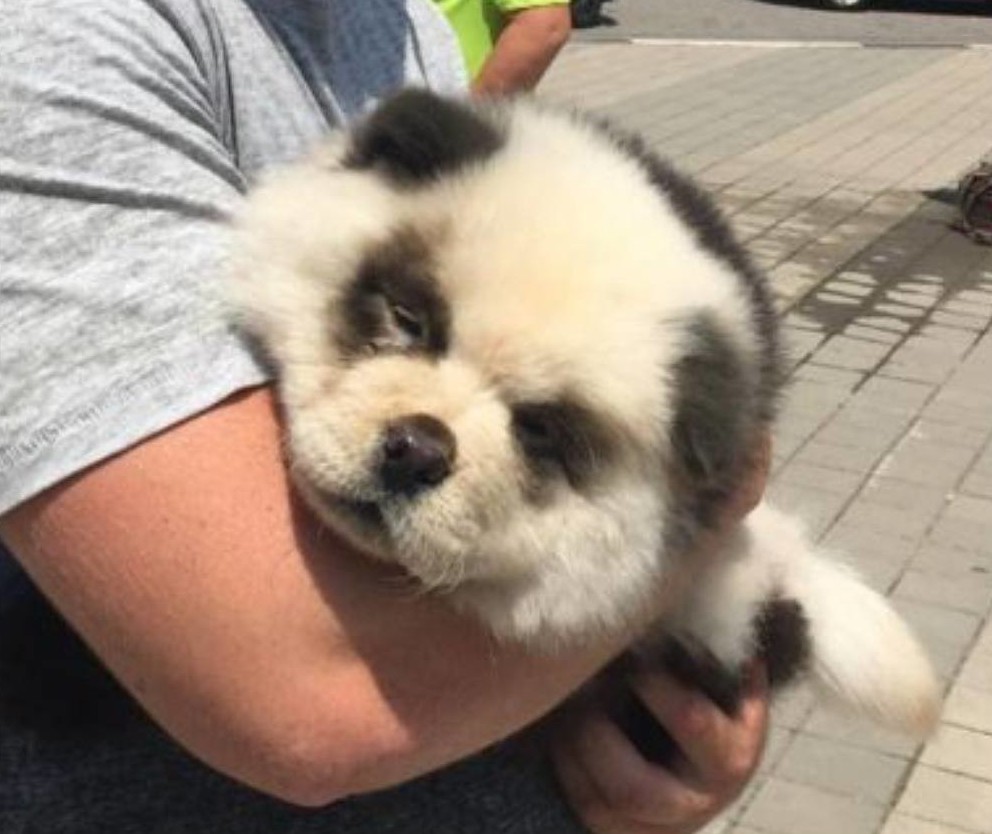 Еще собачья тема - туристы в Сочи фотографировались с пандой. На деле - крашеная собака породы чау-чау. Не понимаю - как можно не видеть разницы?