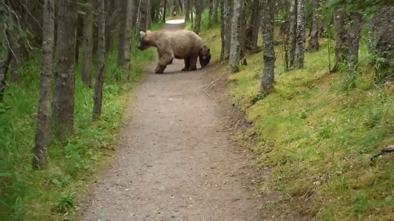 Мужчина снял на камеру, как медведица с двумя медвежатами преследовала его по дороге к лагерю