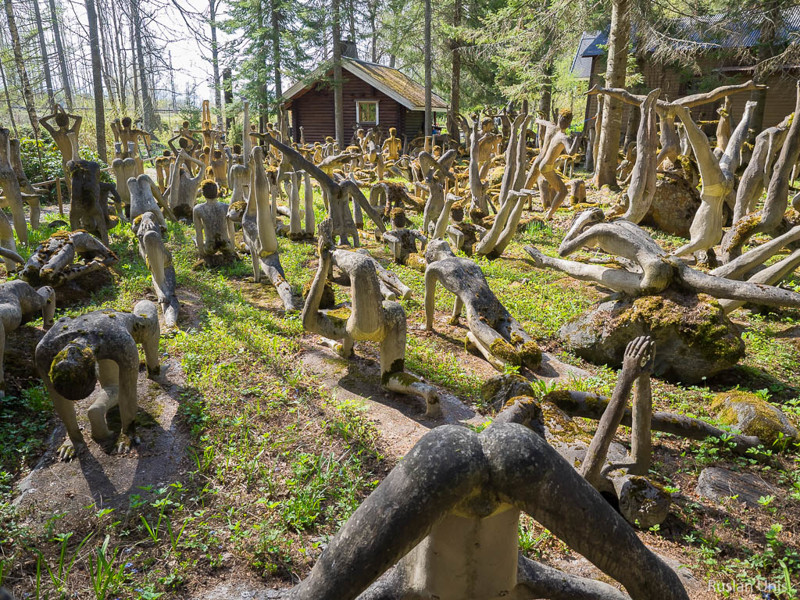 Сумасшедший лес в Финляндии