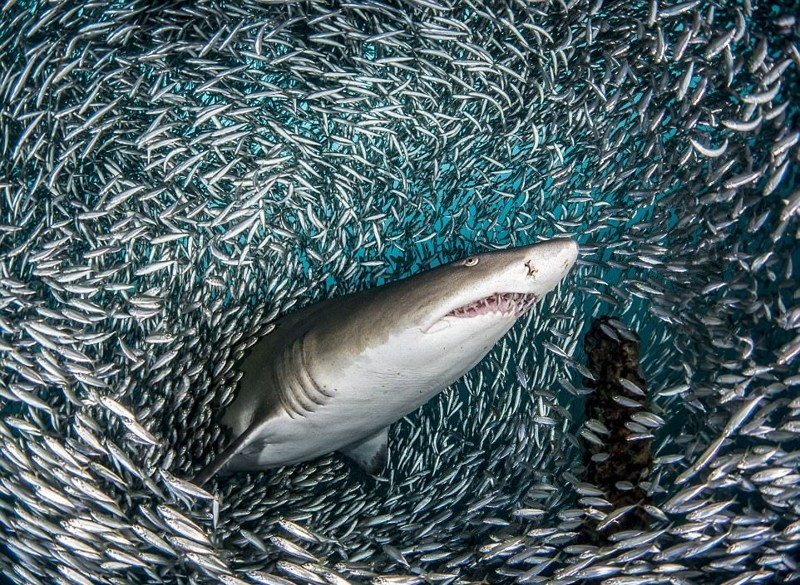 Фото Две Акулы И Рыбы