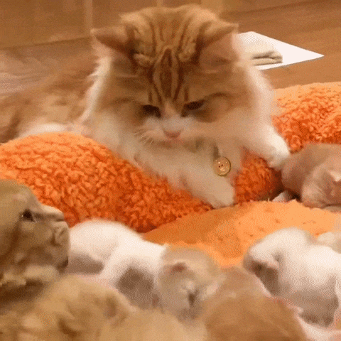 Полная идиллия