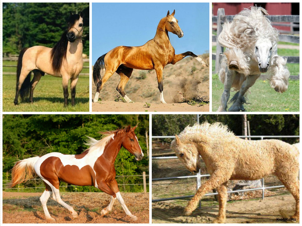 Породы другое название. Лошадь масти Абигаль. Муругая масть лошади. Разные расцветки лошадей. Окраски лошадей.