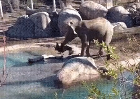 Гусь достал слона 