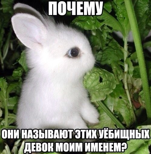 Смешные картинки с надписями