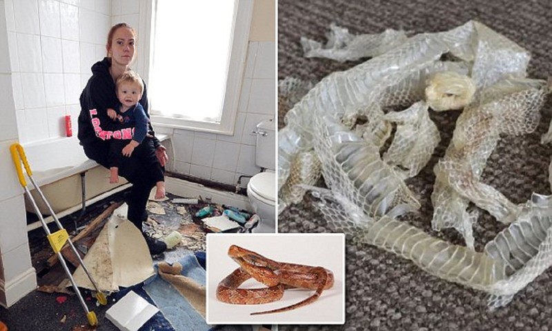 Мать с ребенком обнаружила в новом доме клубок змей!