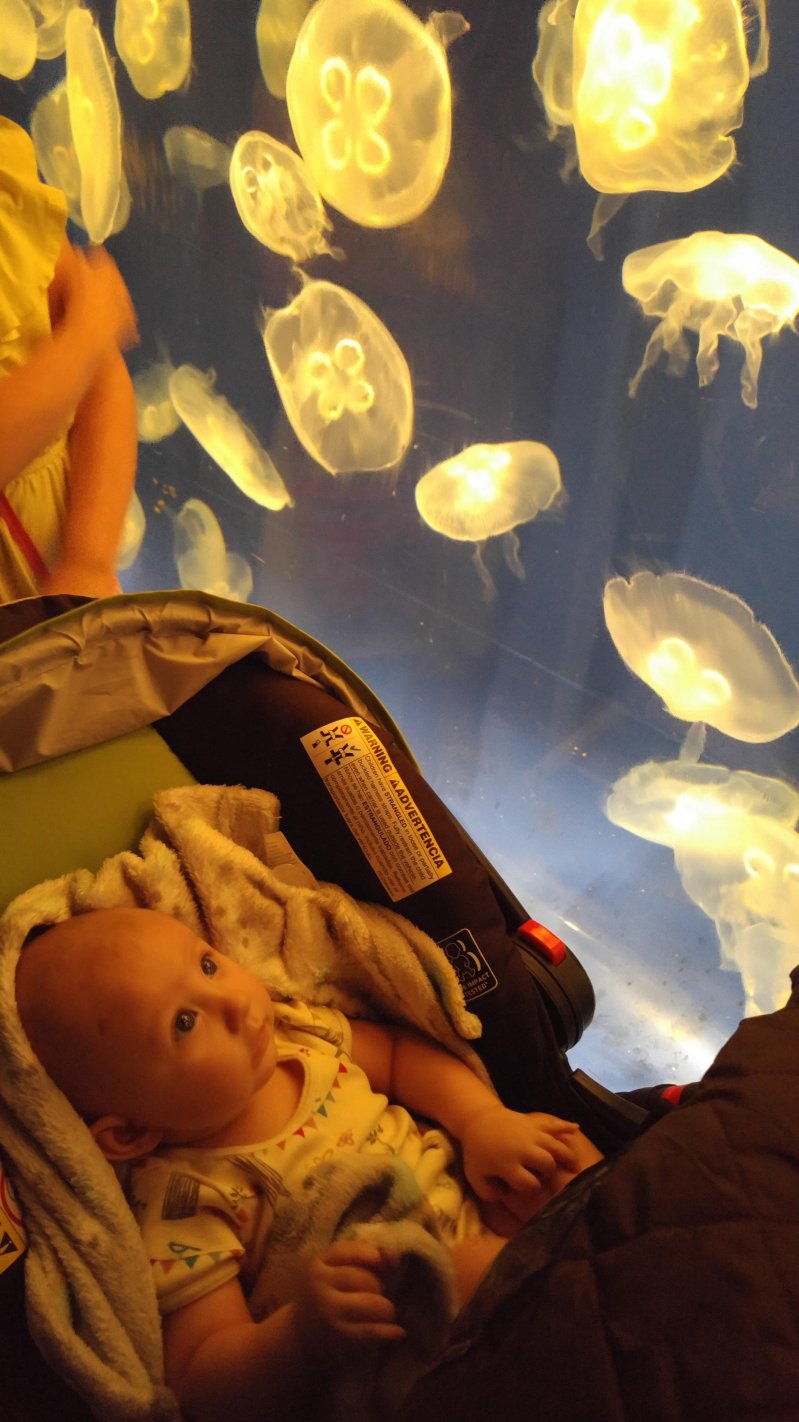 Малыш и медузы 