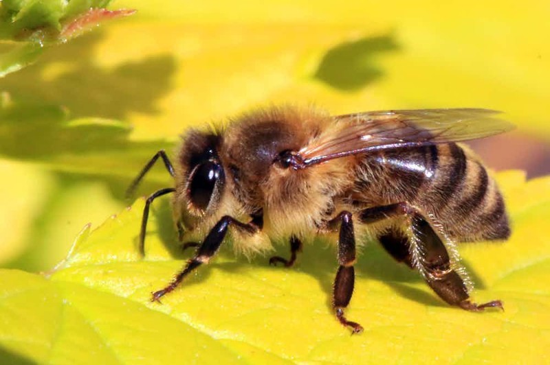 Западная медоносная пчела