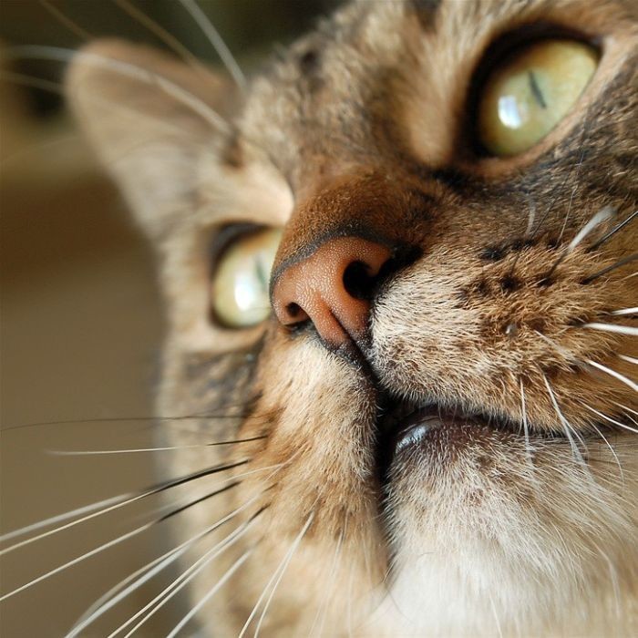 Интересные факты о котах и кошках
