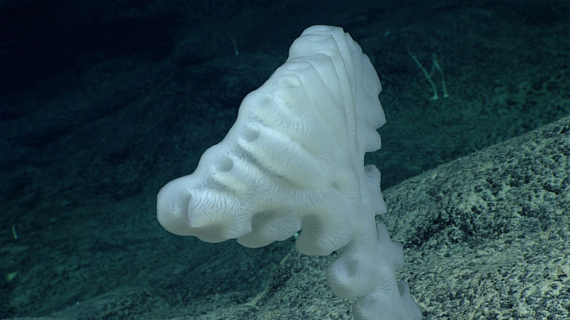 Удивительные глубоководные создания: фотоотчет экспедиции NOAA