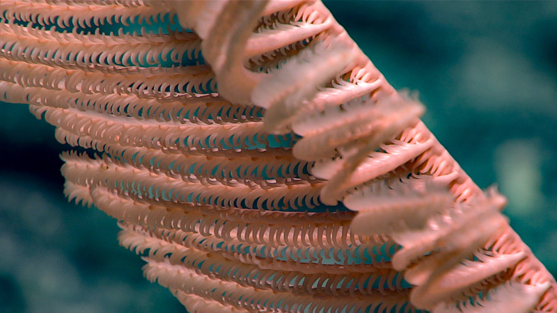 Удивительные глубоководные создания: фотоотчет экспедиции NOAA