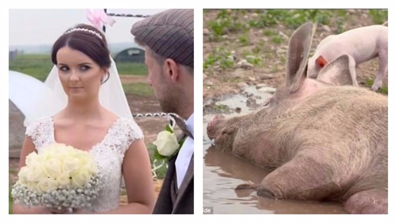 И пришла невеста и пришел жених. Свинья невеста. Свинья в свадебном платье. Хрюшка в свадебном платье. Свадьба свиней.