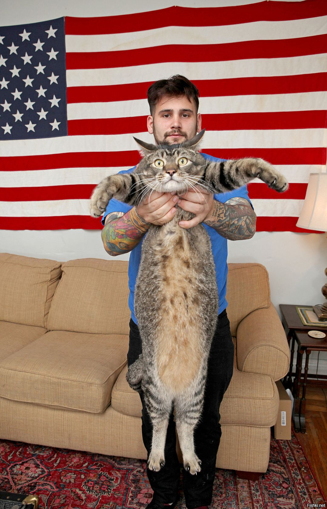Какой самый хороший кот. Котозавр рекс. Огромный кот. Огромные домашние кошки. Самые большие коты в мире.
