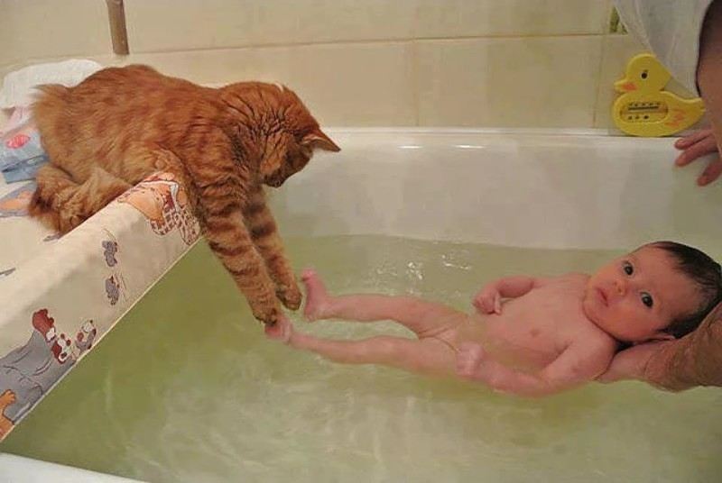 Принимают ванну с котом, потому что он всё равно будет орать под дверью